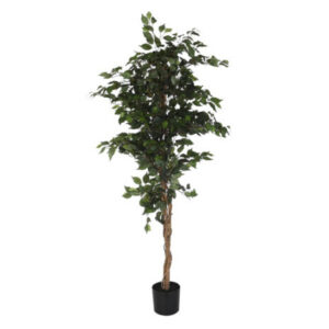 Arbol Bengal